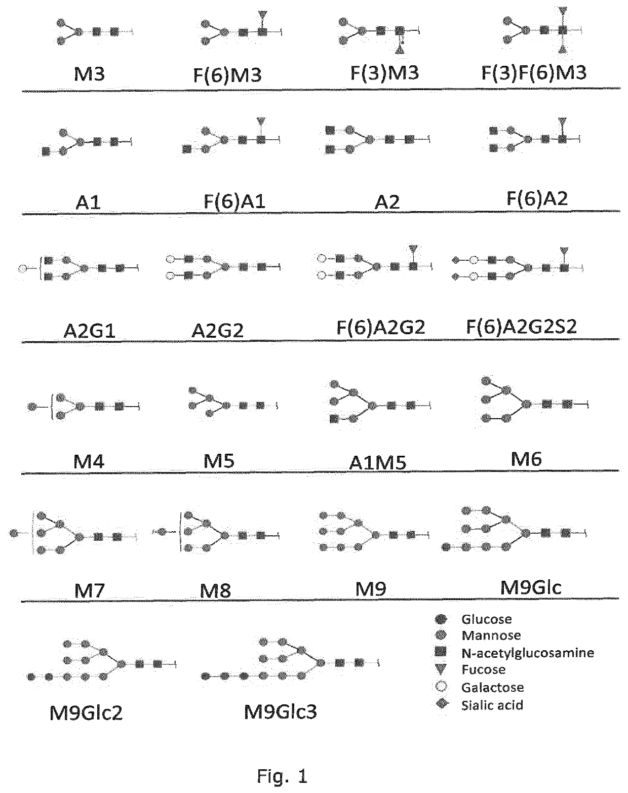 Production of protein with humanized n-glycosylation in insect cells