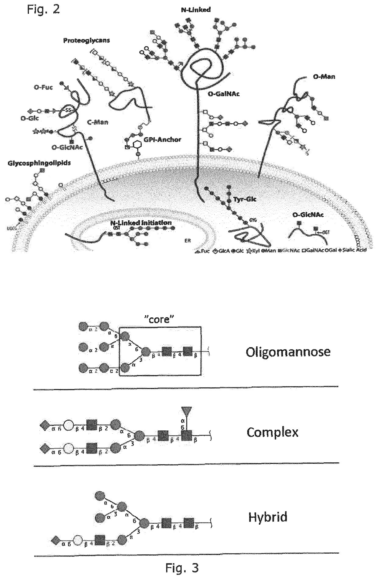 Production of protein with humanized n-glycosylation in insect cells