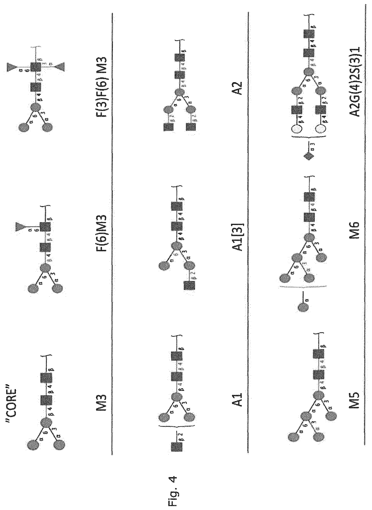 Production of protein with humanized n-glycosylation in insect cells