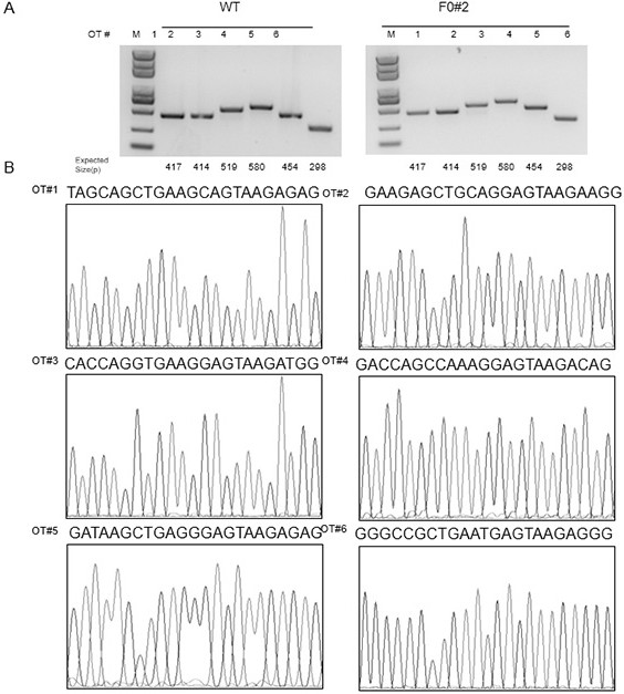 Preparation method and application of pancreatic cancer animal model based on gene knockout Syrian hamster