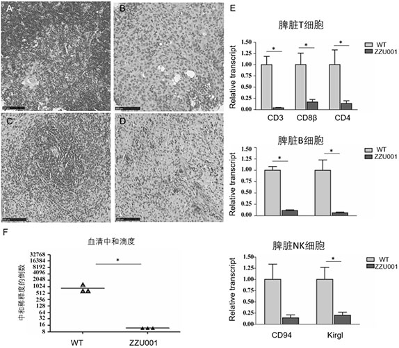 Preparation method and application of pancreatic cancer animal model based on gene knockout Syrian hamster