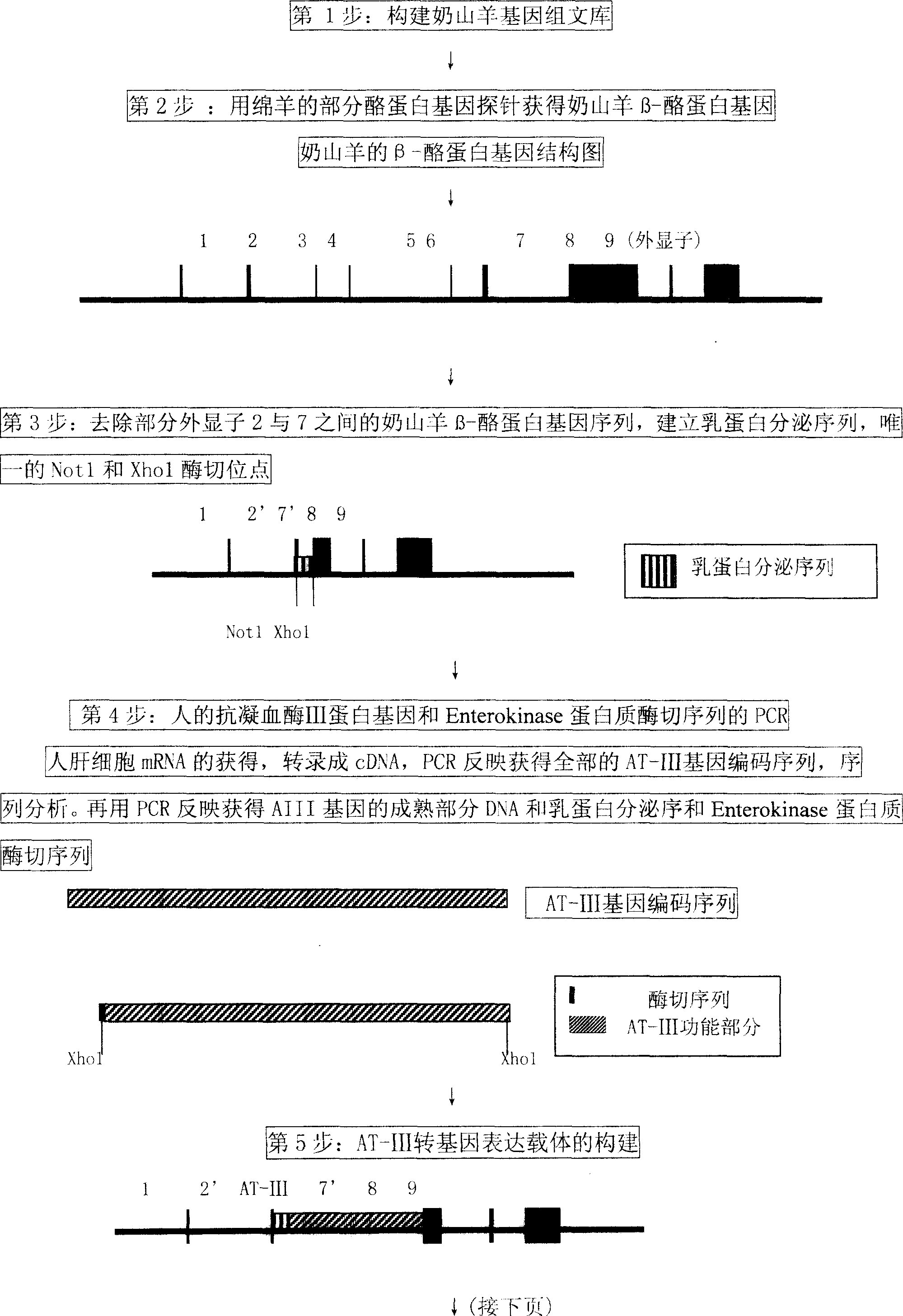 Method for preparing recombinant human antithrombase III protein using mammary gland biological reactor