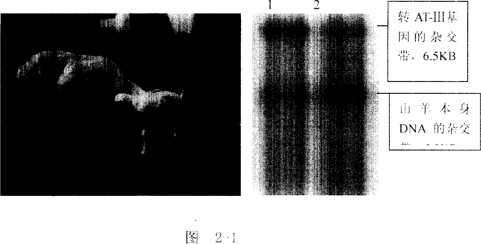 Method for preparing recombinant human antithrombase III protein using mammary gland biological reactor