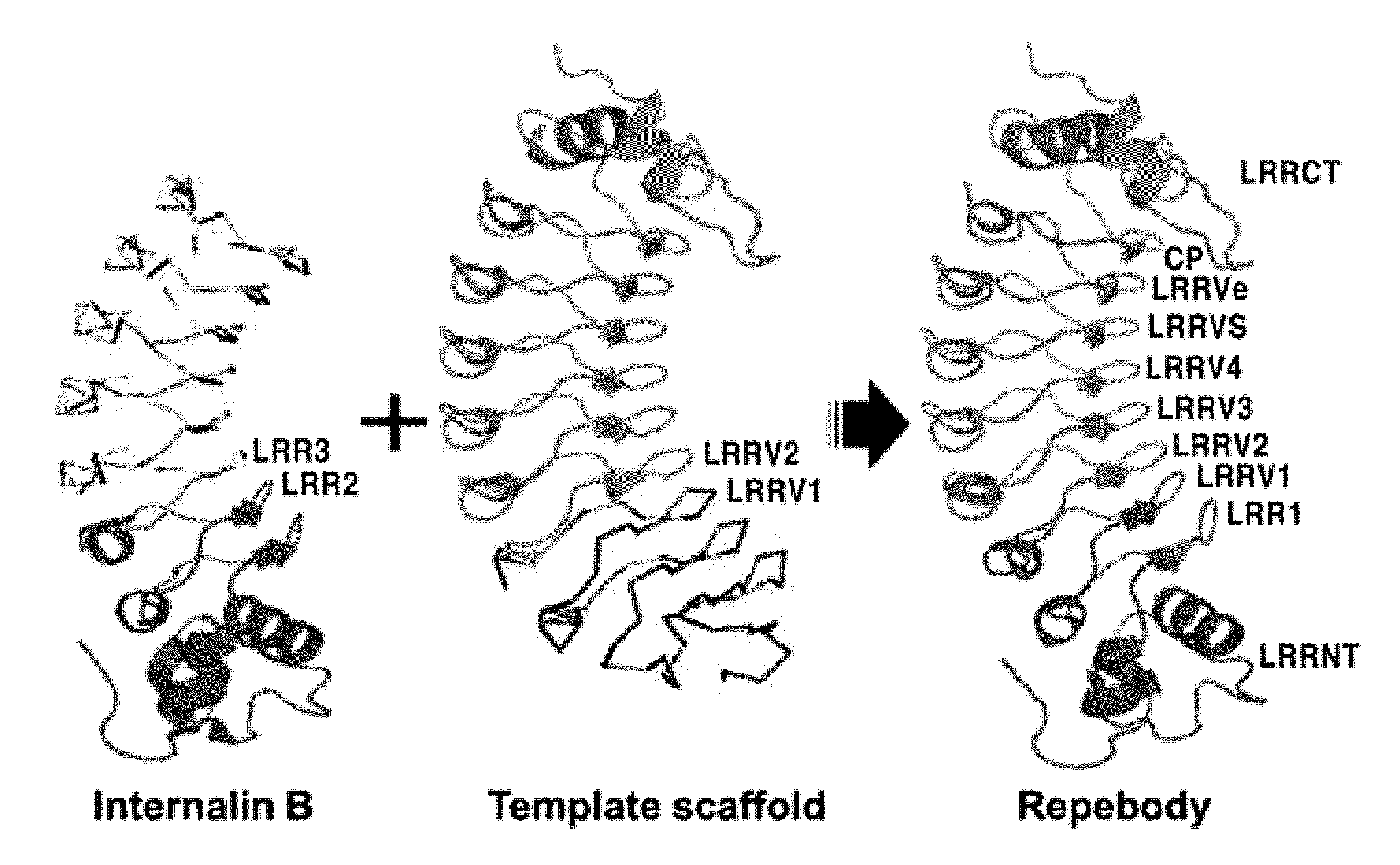 Water-Soluble Polypeptides Comprised of Repeat Modules, Method for Preparing the Same and Method for a Target-Specific Polypeptide and Analysis of Biological Activity Thereof