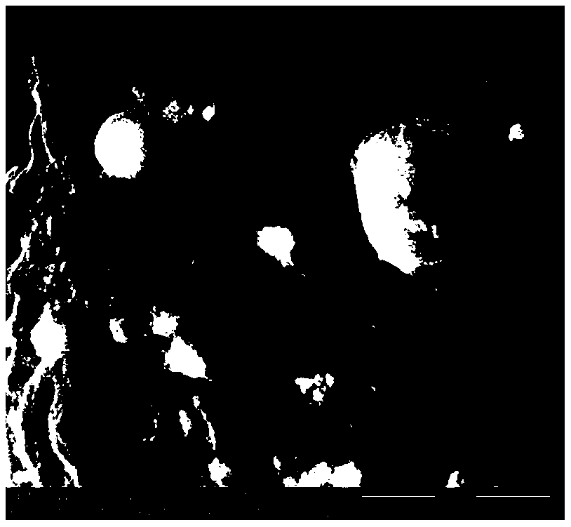 Partition wall ribbon plate prepared from pulverized fuel ash and desulfurized gypsum and preparing method of partition wall ribbon plate