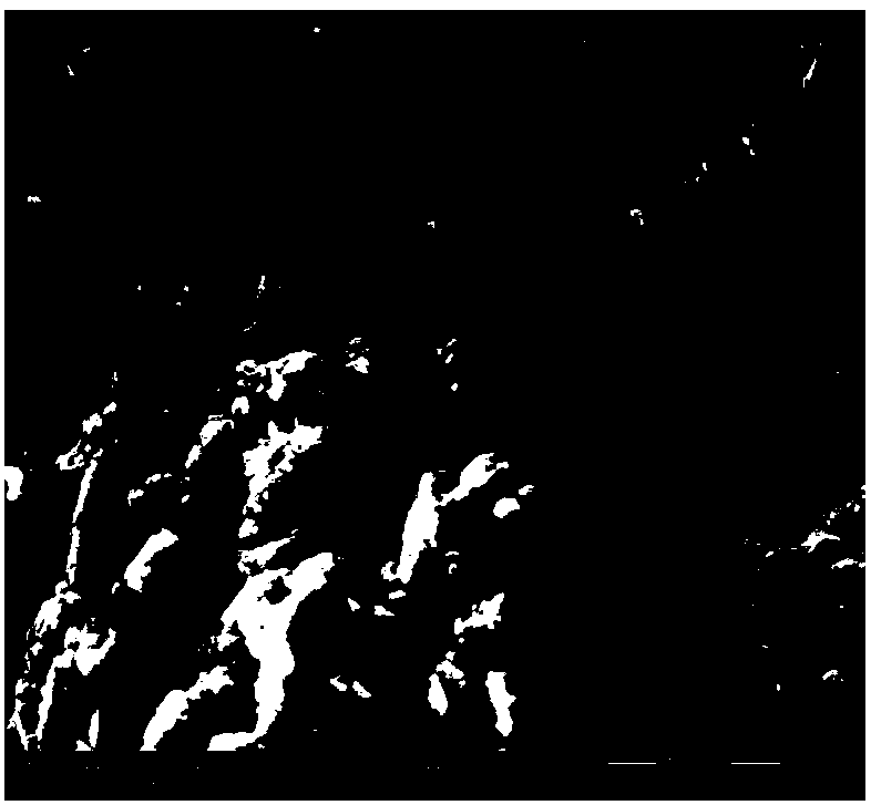 Partition wall ribbon plate prepared from pulverized fuel ash and desulfurized gypsum and preparing method of partition wall ribbon plate