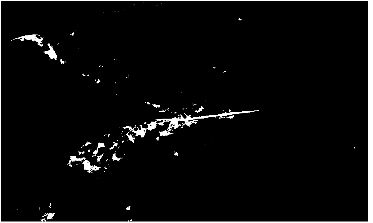 Molecular identification primer and identification method of angular leaf spot bacteria of tobacco