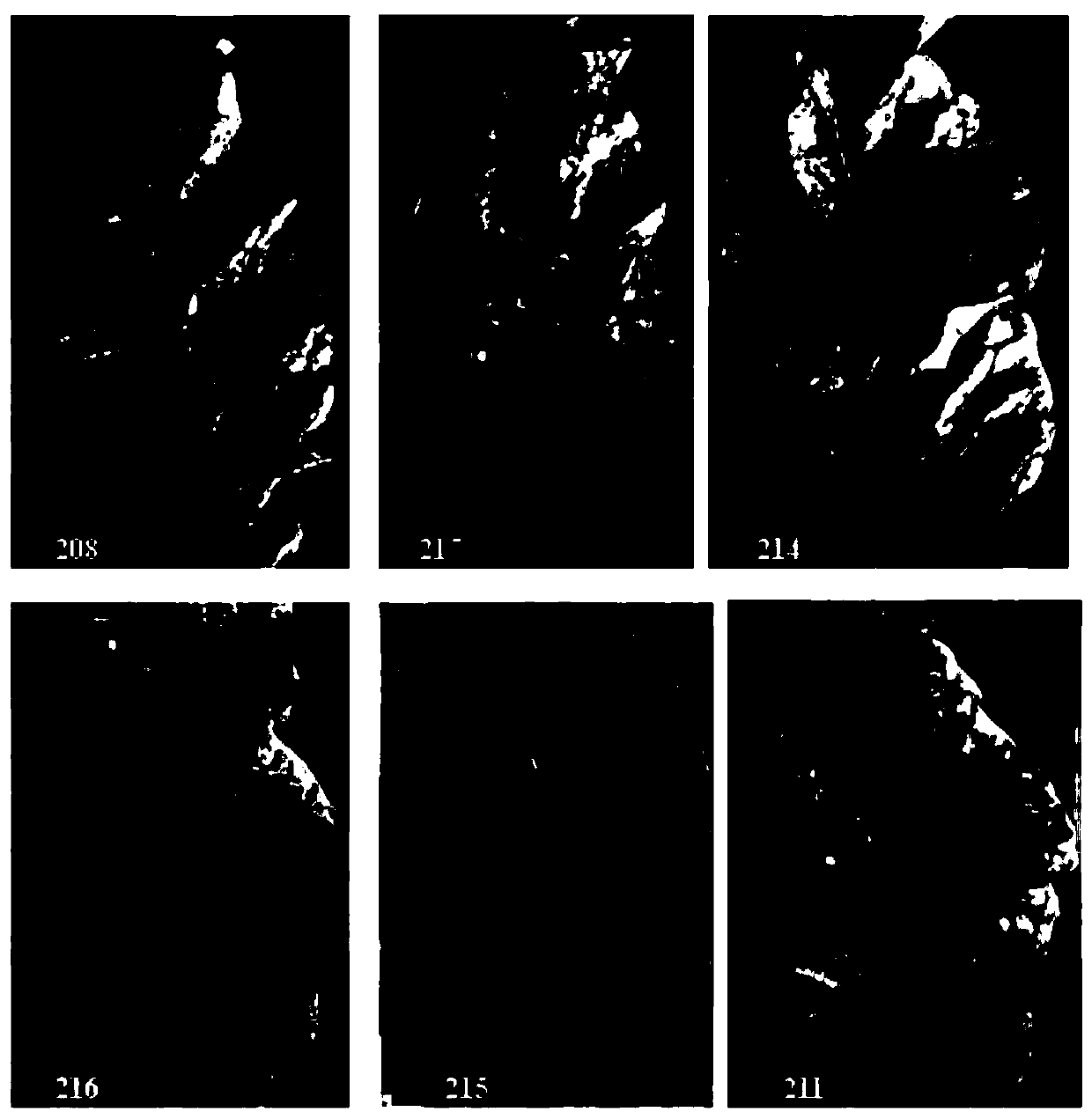 Molecular identification primer and identification method of angular leaf spot bacteria of tobacco