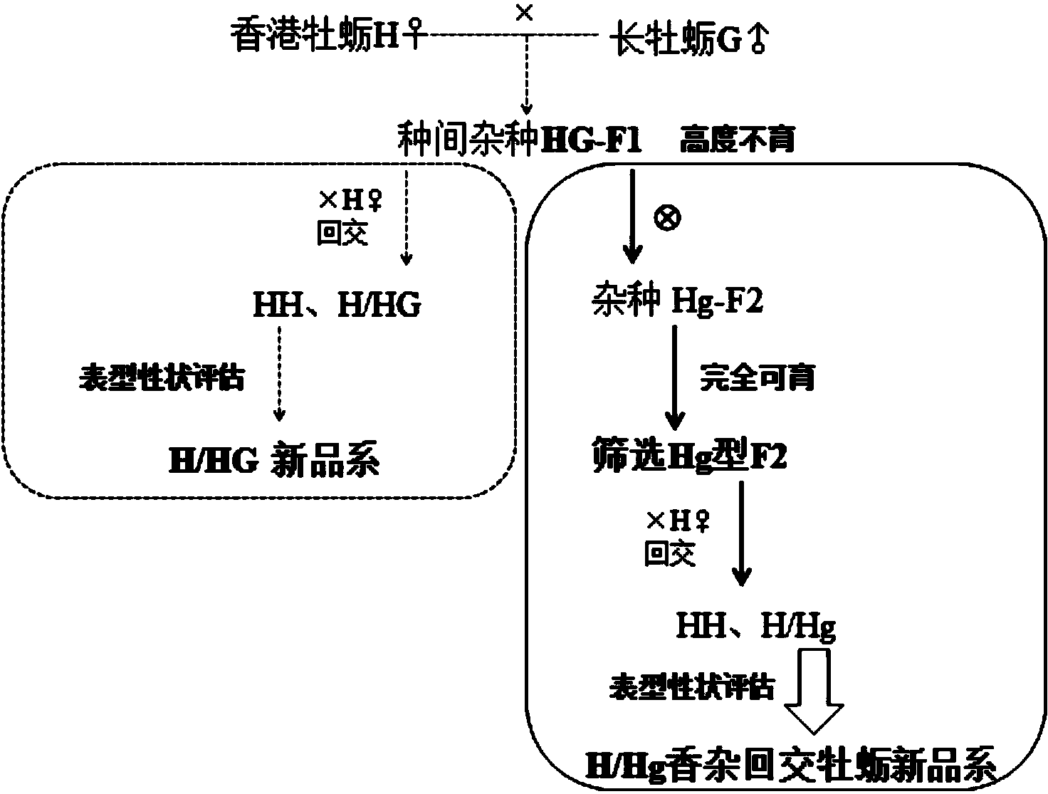 Breeding method for new line of backcross Crassostrea hongkongensis and hybrid gigas