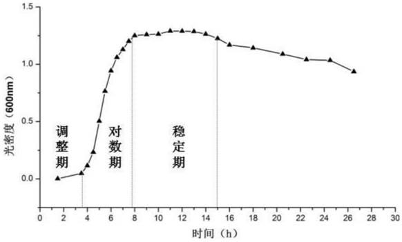 A group of oligonucleotide aptamers that specifically recognize Escherichia coli O157:H7 in different growth stages