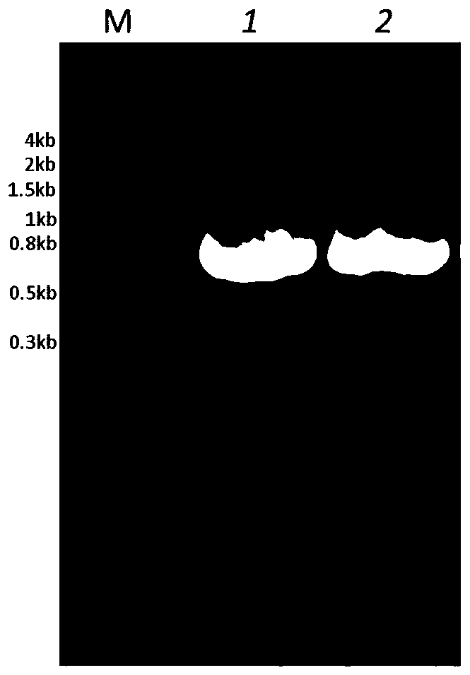 Clostridium sardinia 7α-hydroxysteroid dehydrogenase mutant k179m