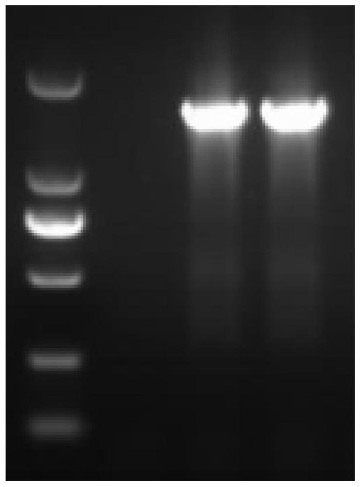 A virulent strain of Mycoplasma bovis and its application