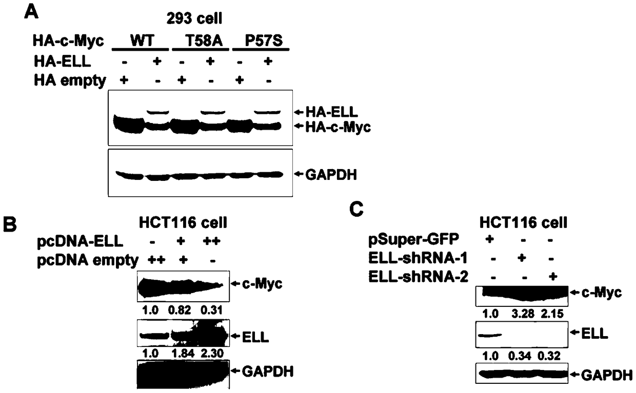 Use of Ell as an E3 ubiquitin ligase