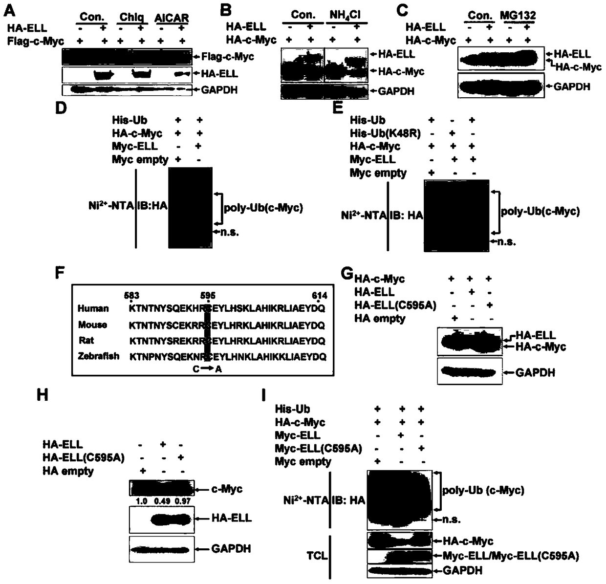 Use of Ell as an E3 ubiquitin ligase