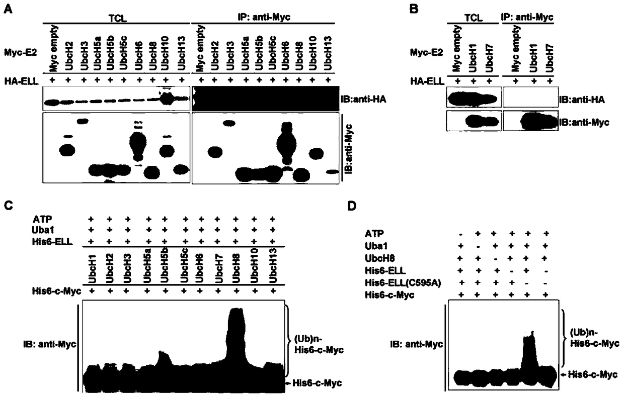 Use of Ell as an E3 ubiquitin ligase