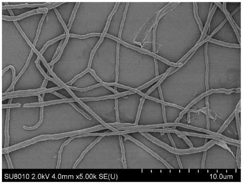 Streptomyces flavotricini resistant to fish pathogens and application thereof