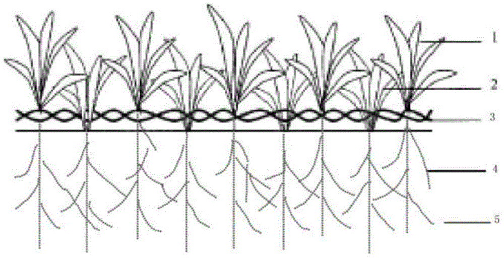 Building and planting method of evergreen lawn