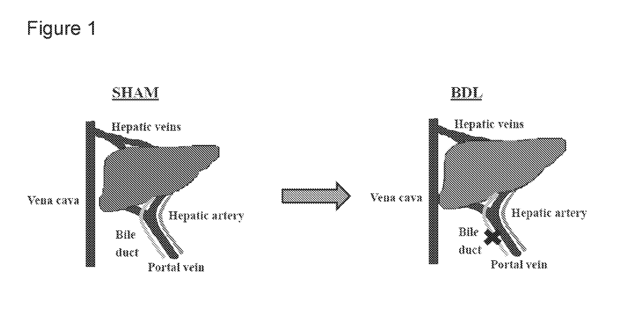 Treatment and prevention of muscle loss using l-ornithine in combination with at least one of phenylacetate and phenylbutyrate