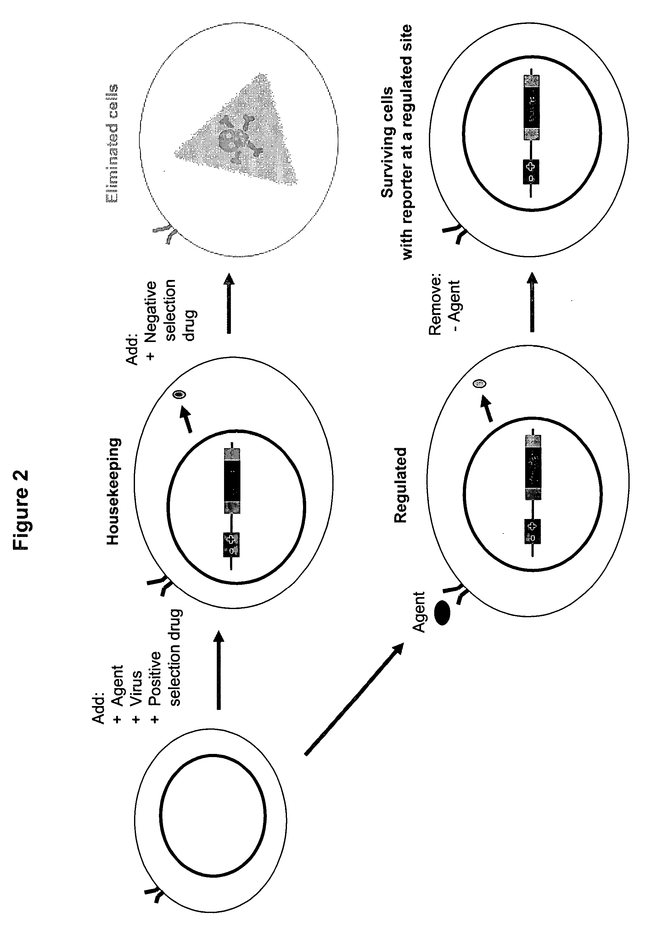 Pancreatic cancer treatment using Na+/K+ ATPase inhibitors