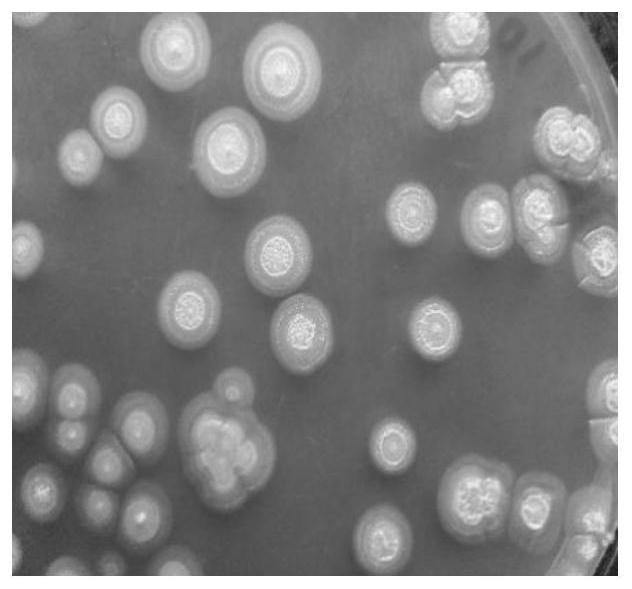 A strain of Pseudomonas stutzeri with aerobic denitrification function and its application