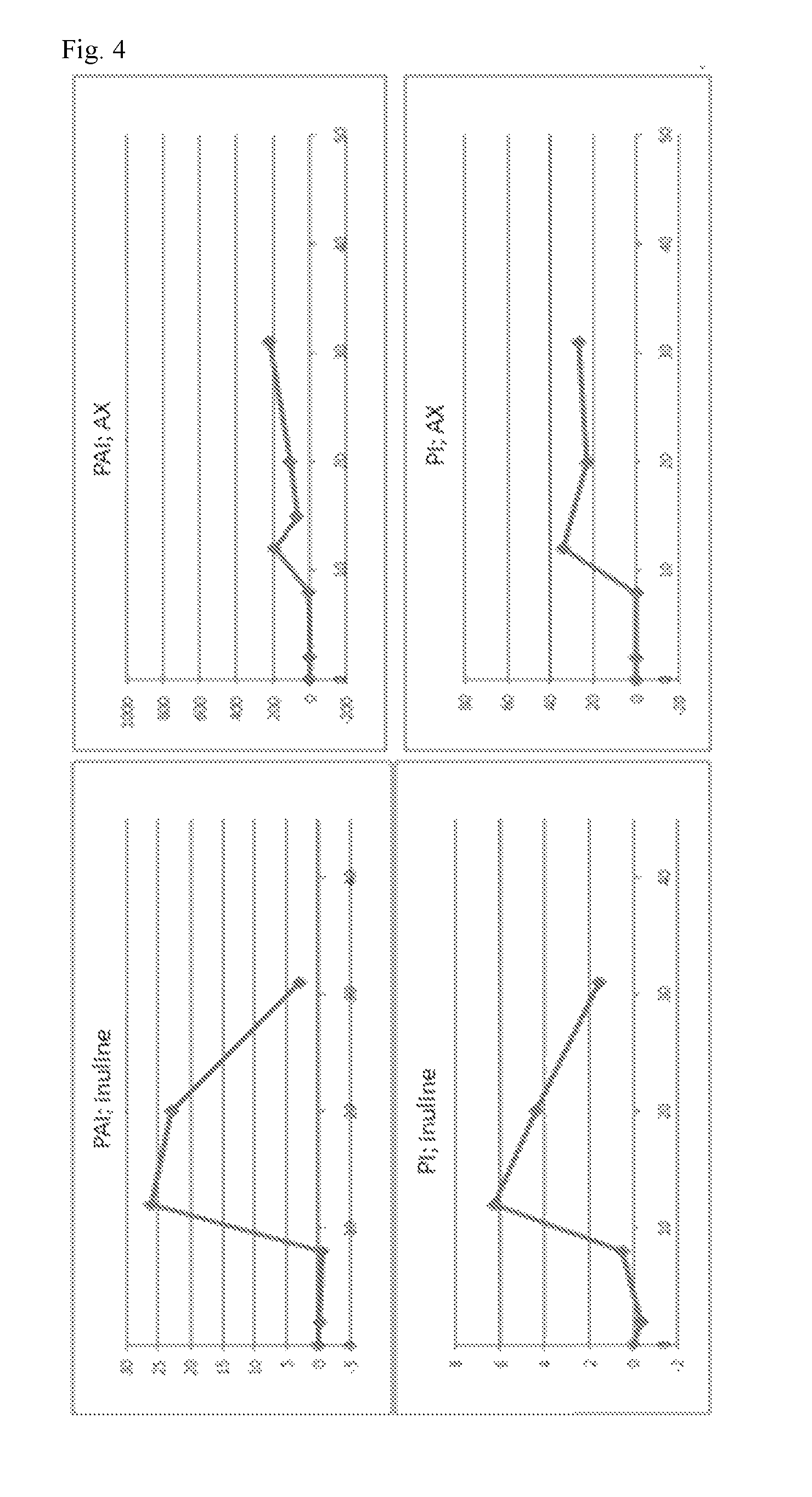 Arabinoxylans for modulating the barrier function of the intestinal surface