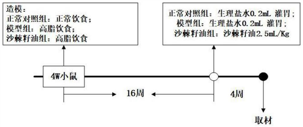 Application of plant seed oil in testis protection function