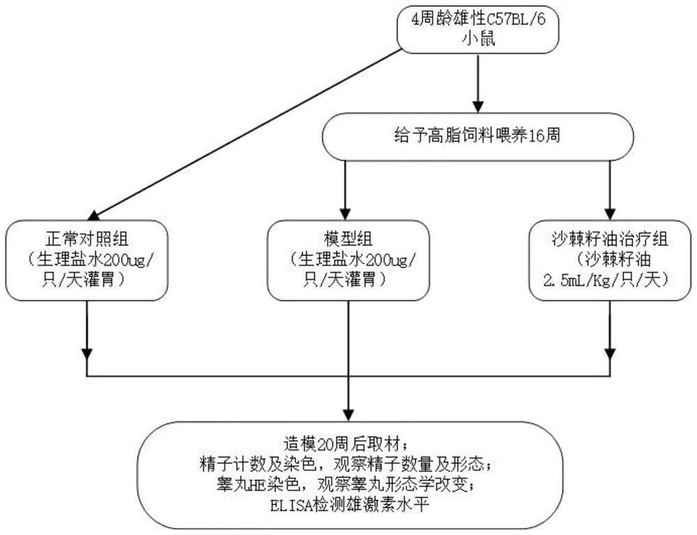 Application of plant seed oil in testis protection function