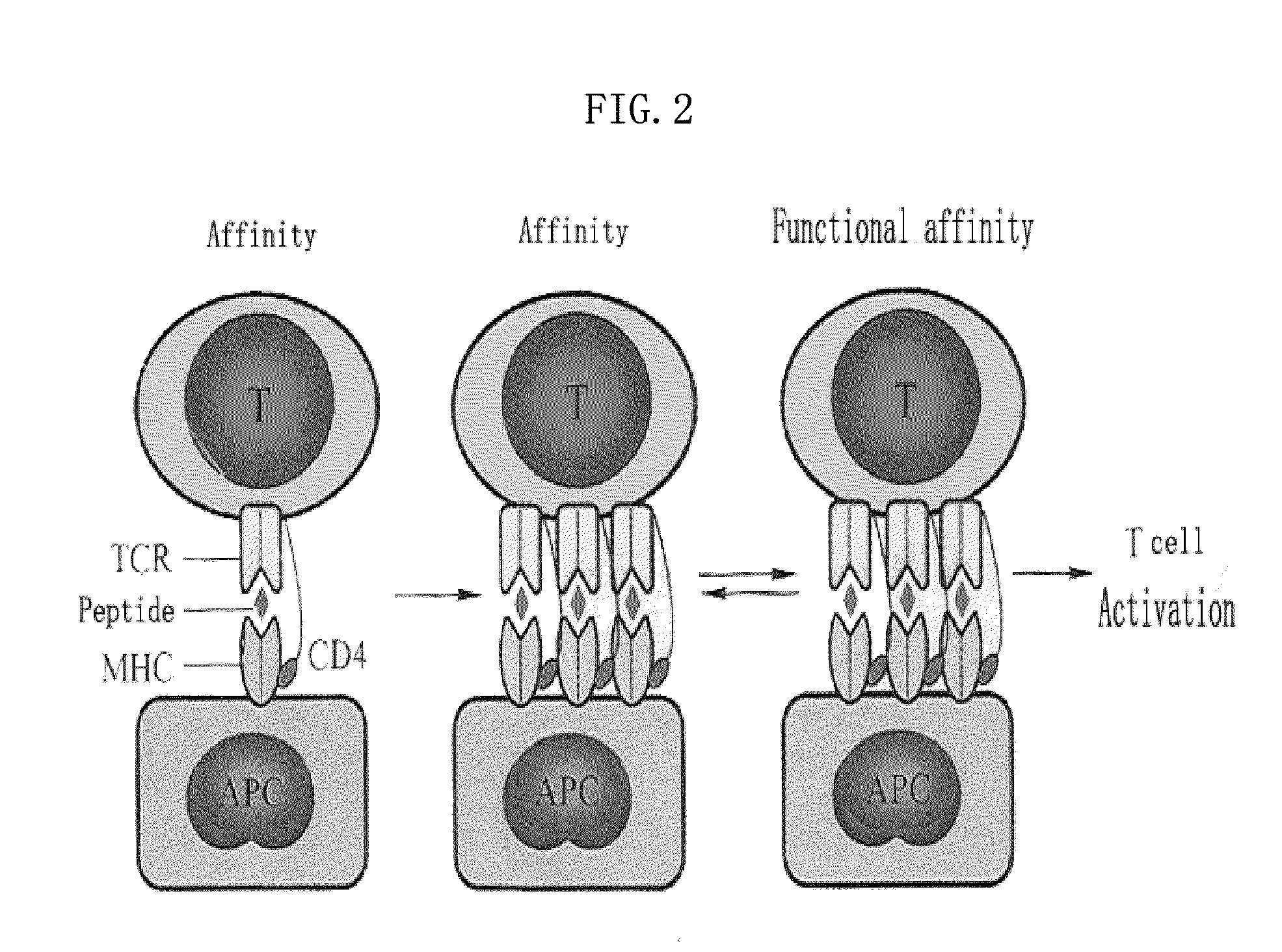 T cell immune balance peptides