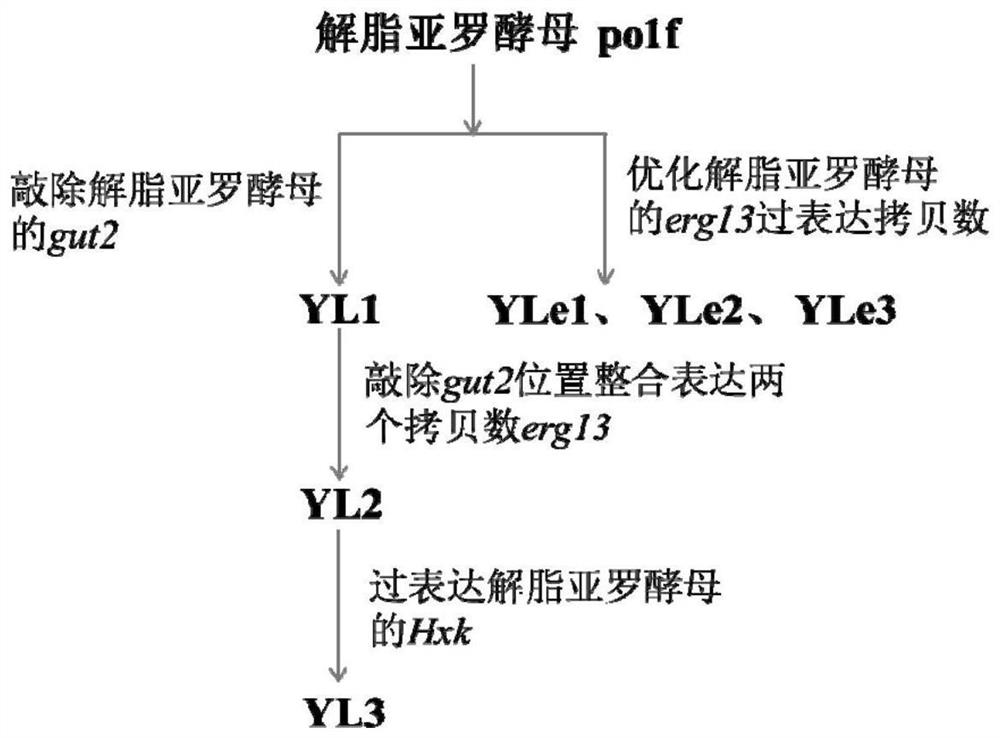 A genetically engineered bacterium producing β-carotene and its construction method