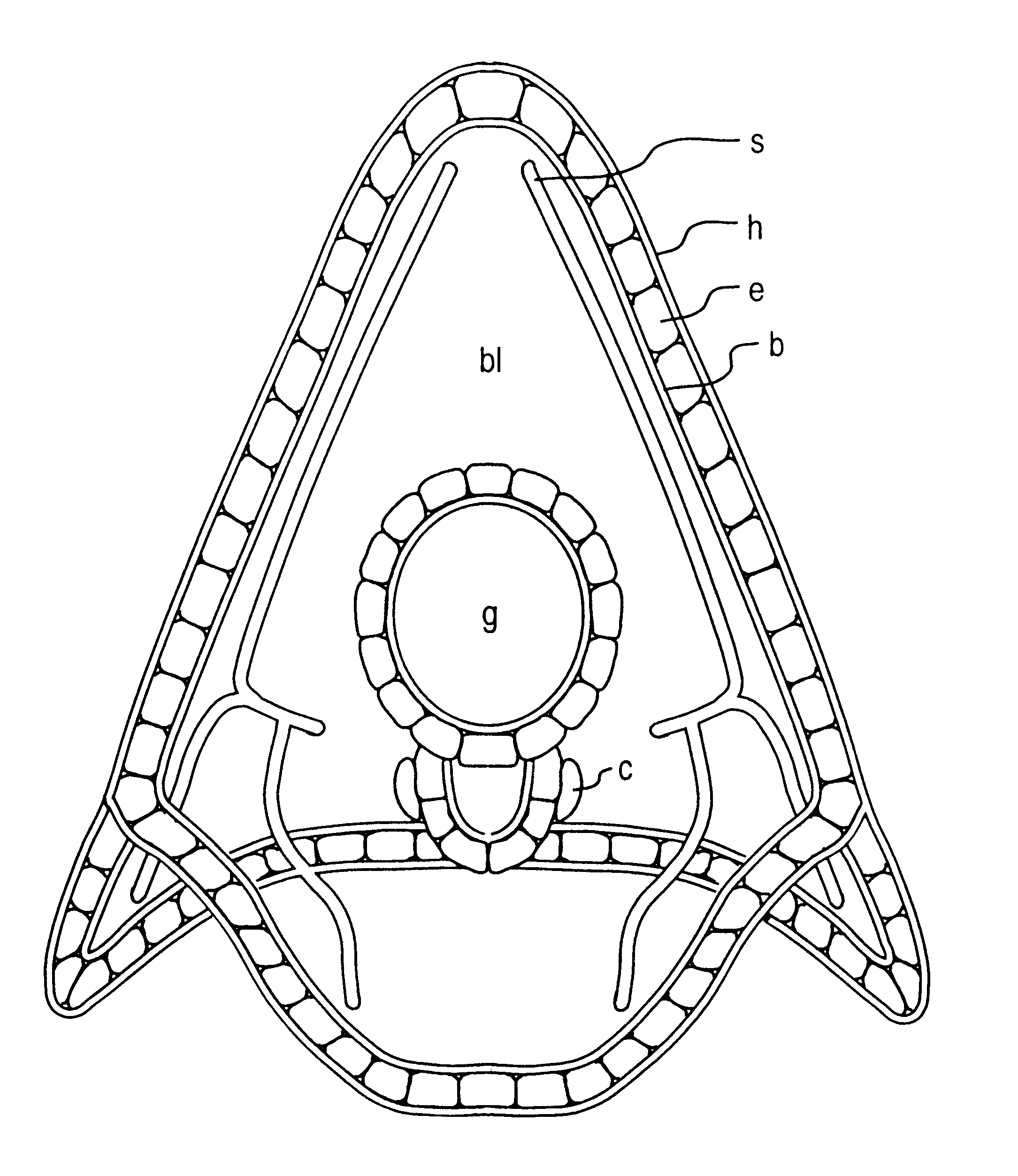 Methods and compositions for wound healing