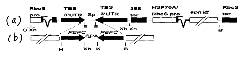 Method for knocking out target gene of Chlamydomonas reinhardtii