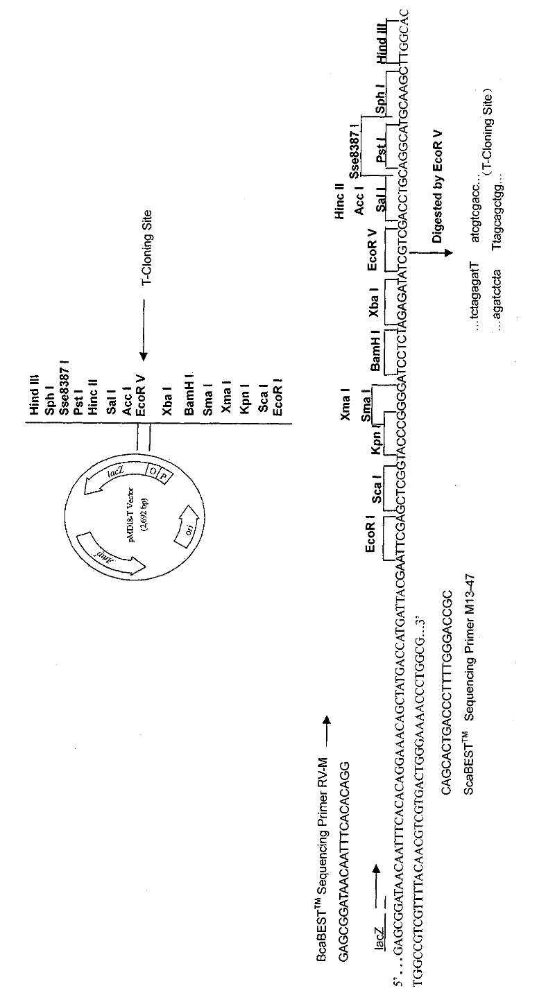 Method for knocking out target gene of Chlamydomonas reinhardtii