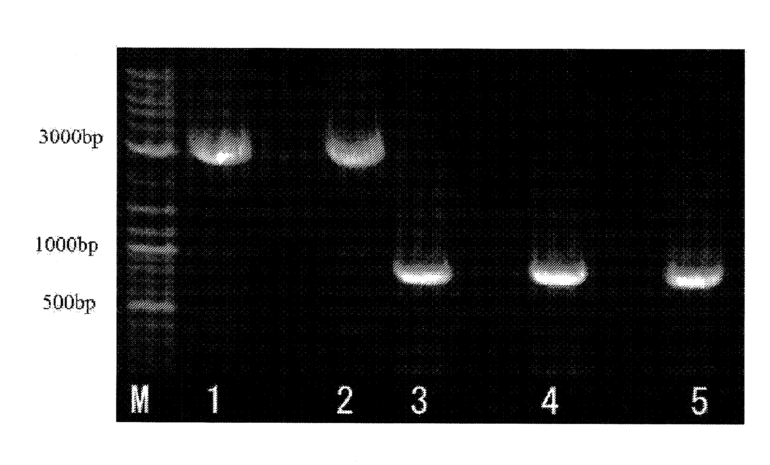 Method for preparation of recobinant DNA