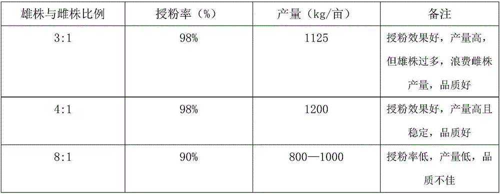 Method of cultivating Actinidia arguta