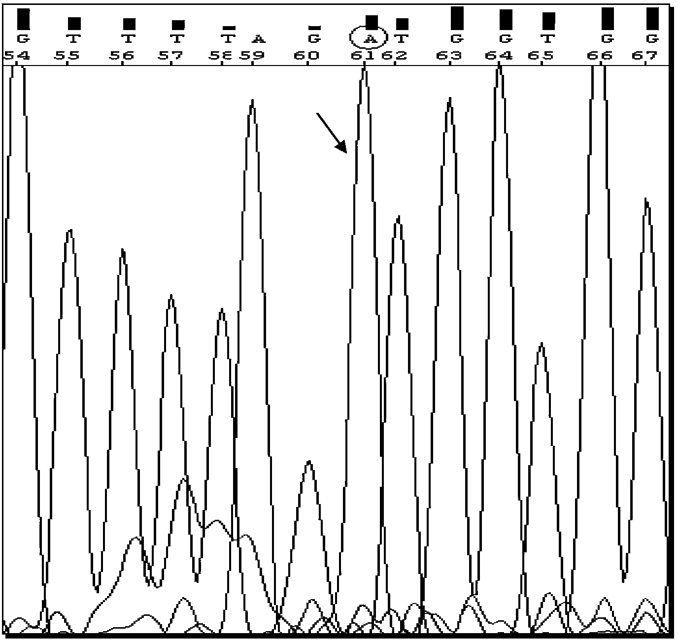 SUCLA2 gene mutant and its application