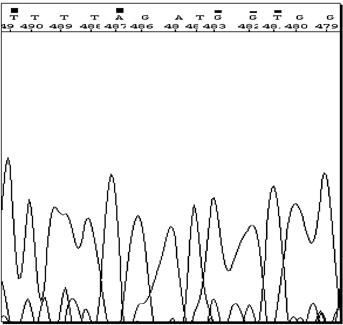 SUCLA2 gene mutant and its application