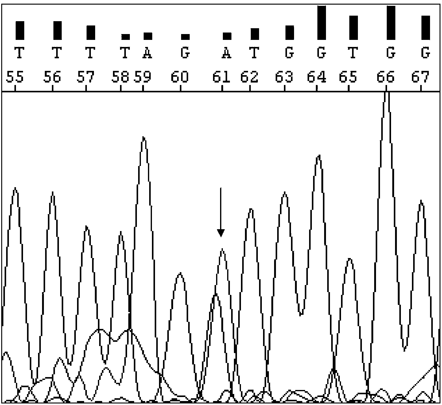 SUCLA2 gene mutant and its application