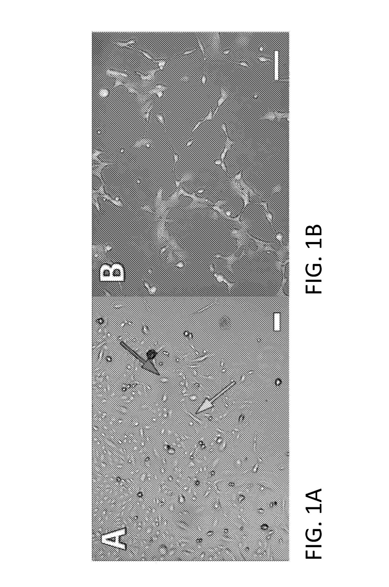 Multipotent prenatal stem cells