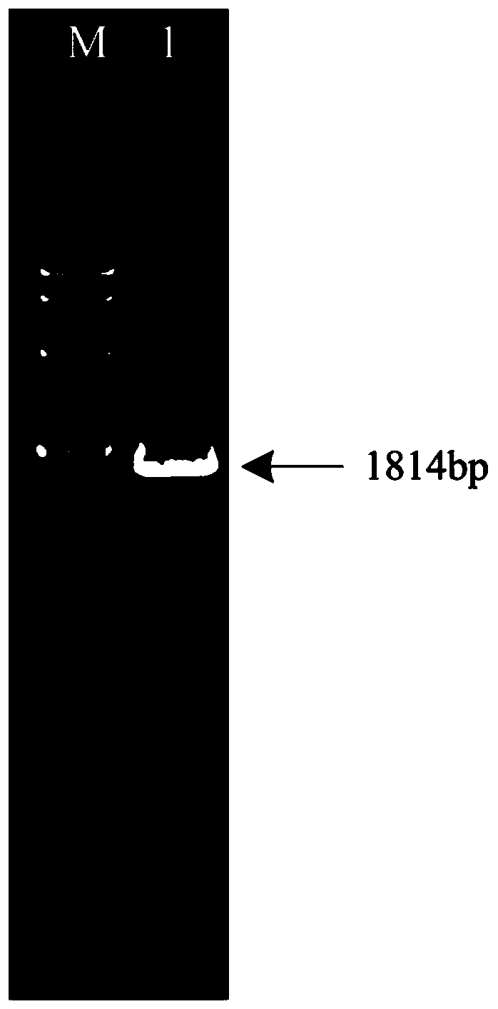 Method for degrading tobacco straw lignin