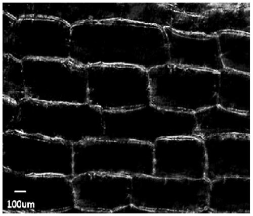 Method for degrading tobacco straw lignin