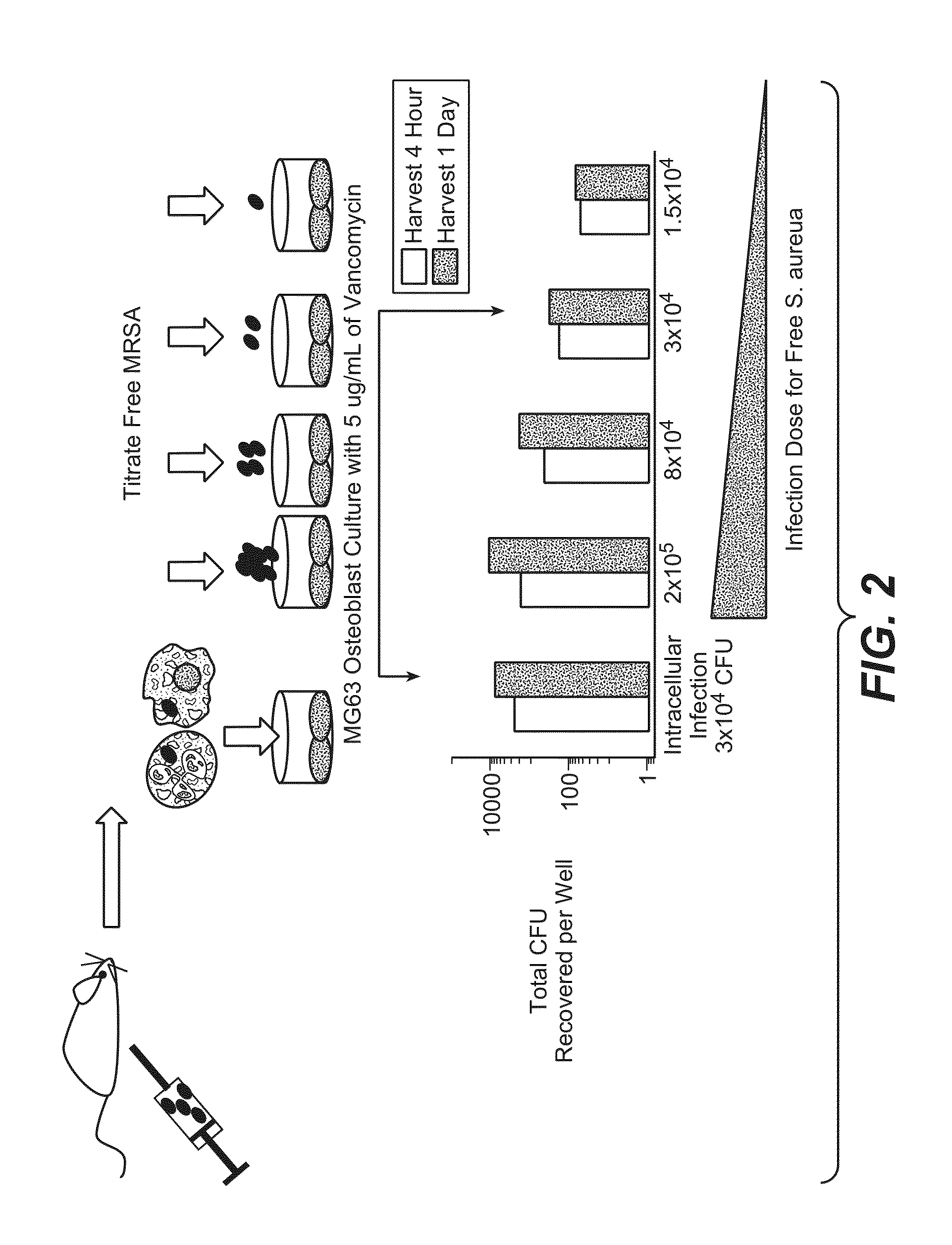 Anti-wall teichoic antibodies and conjugates