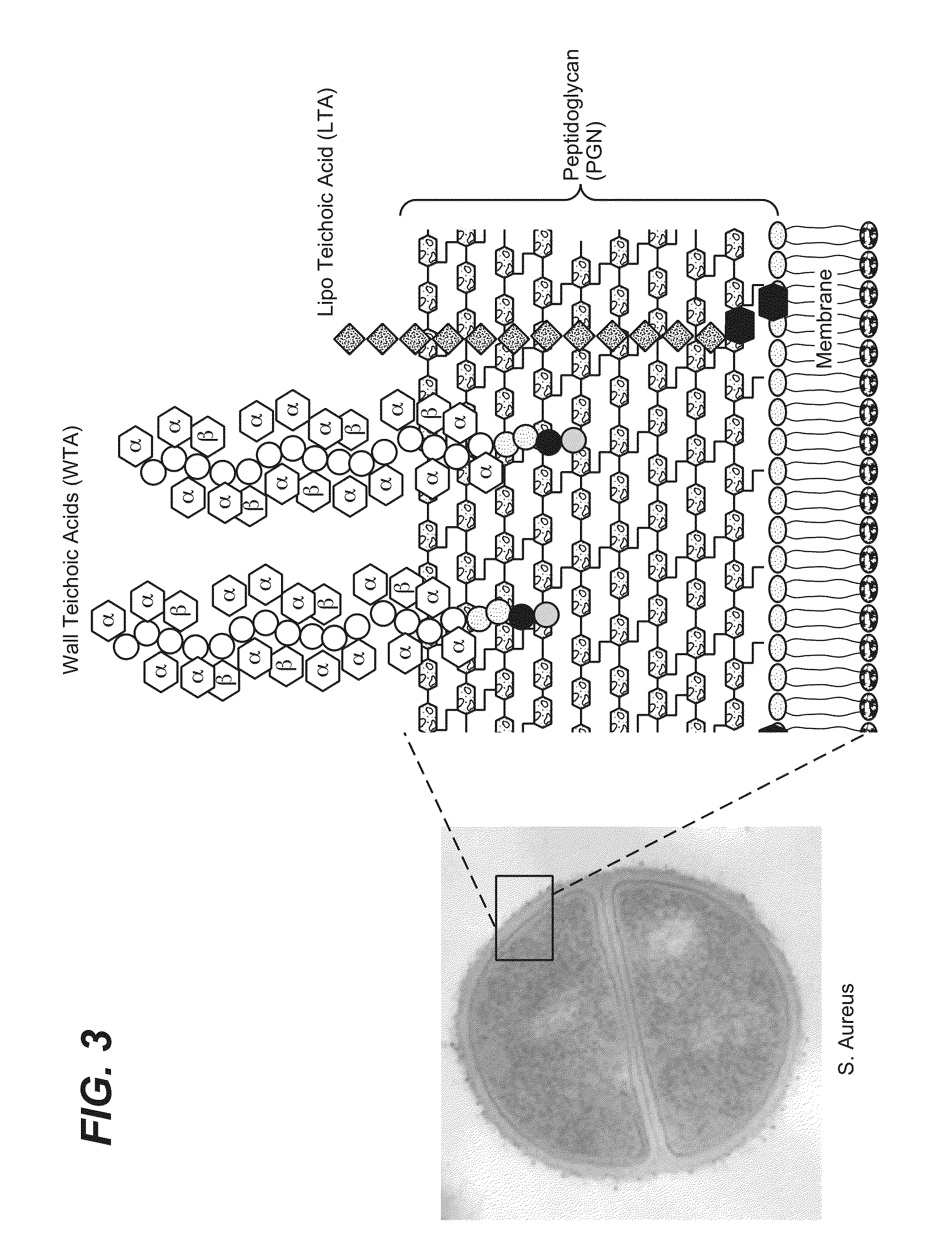 Anti-wall teichoic antibodies and conjugates