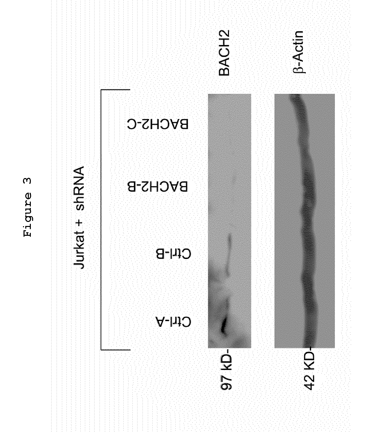 Bach2 repression in cells