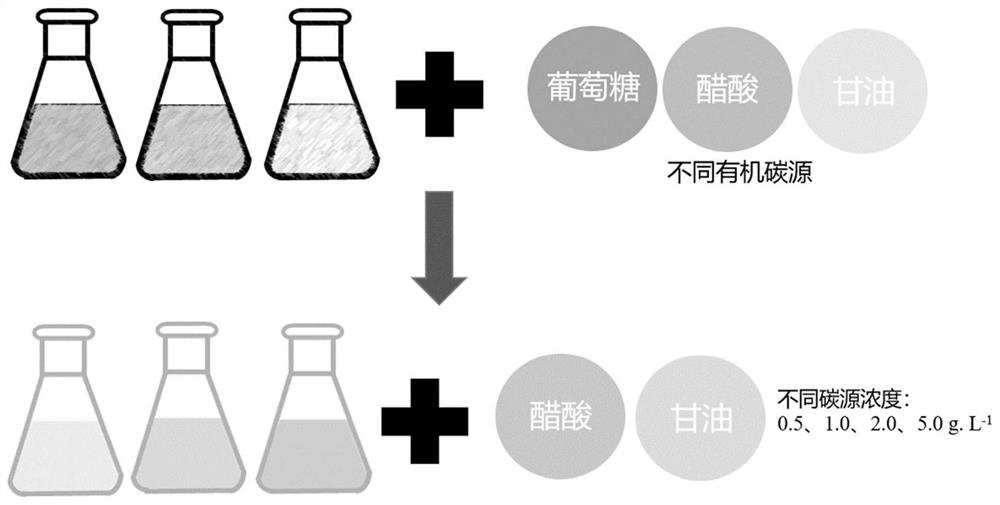 Method for rapidly propagating bait microalgae biomass by utilizing polyculture