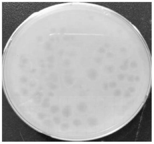 Use of phage AH10-Phage-QY01 in preparation of medicines for treating or preventing and controlling bacterial diseases in aquaculture