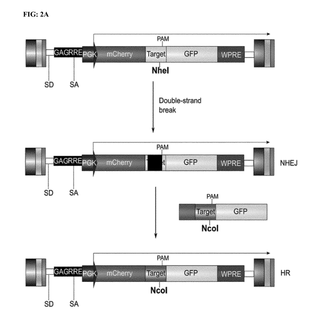 Genome editing for the treatment of huntington's disease