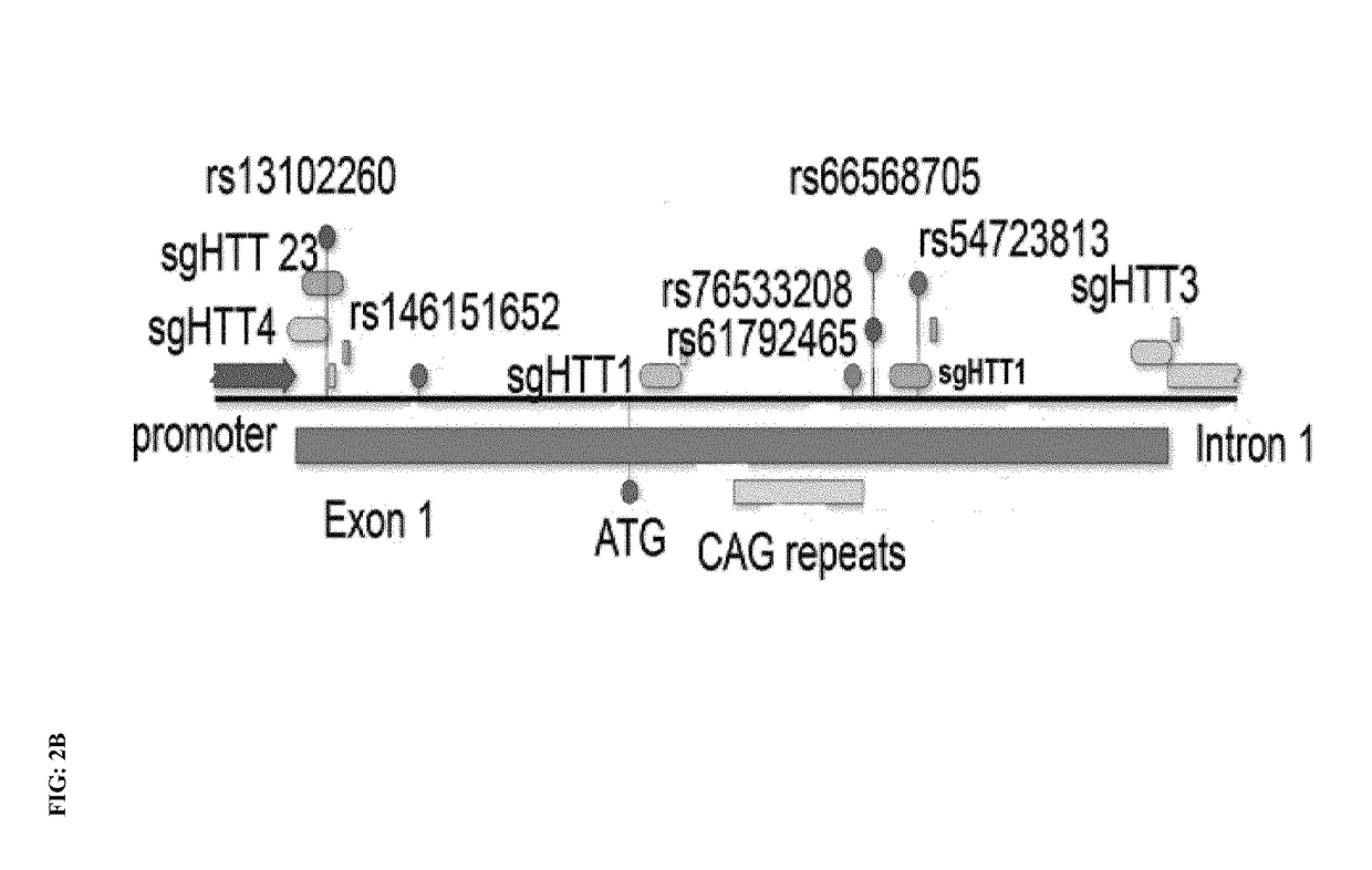 Genome editing for the treatment of huntington's disease