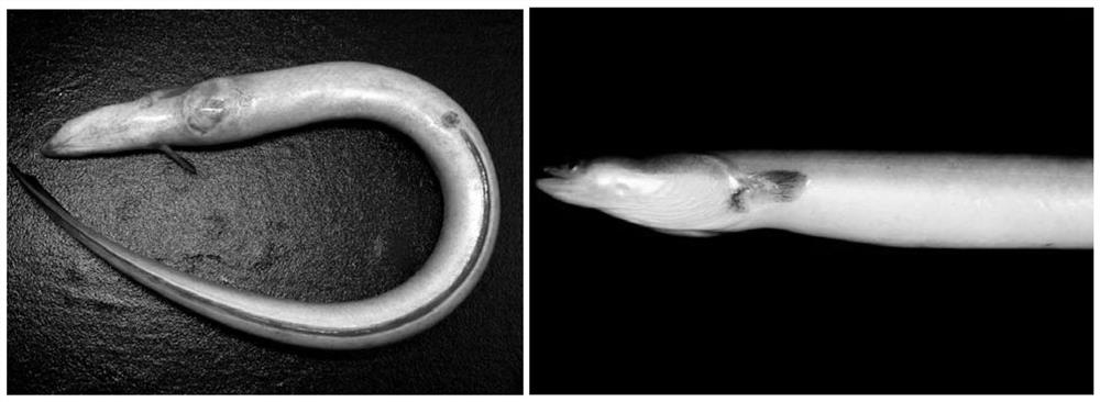 Drug for preventing and treating eel Edwardsiosis and preparation method thereof