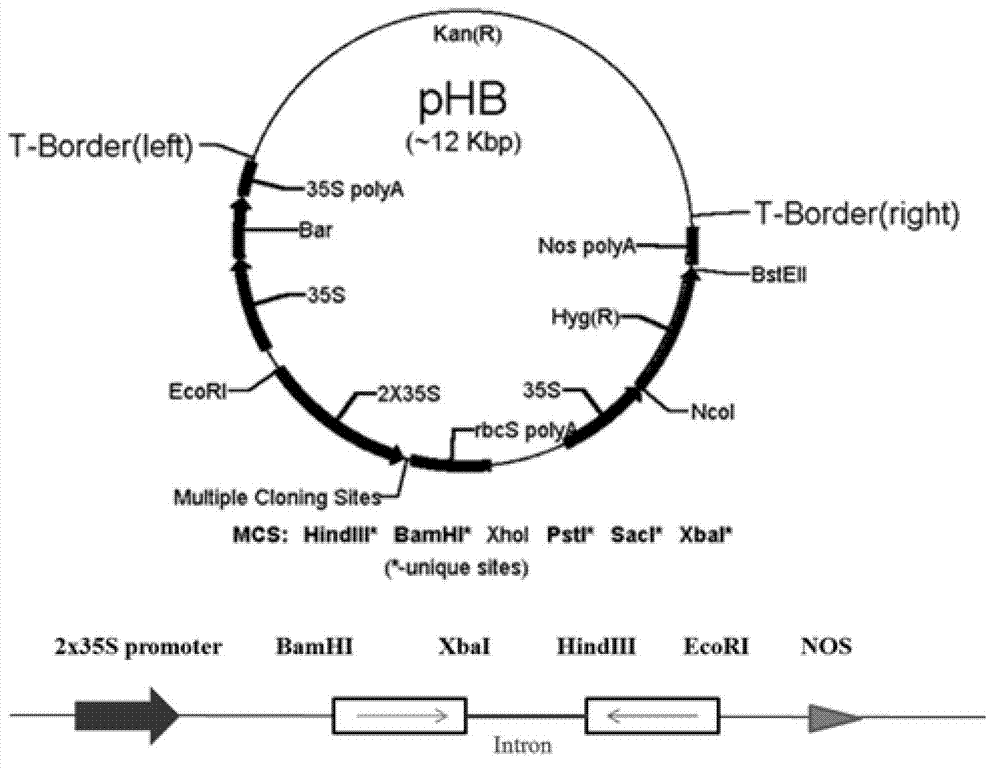 Creation method and purpose of paddy rice male sterile line