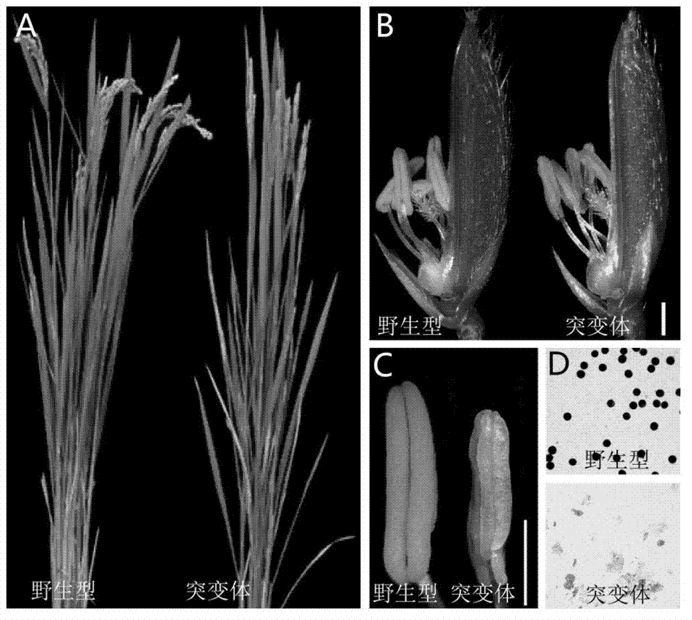 Creation method and purpose of paddy rice male sterile line